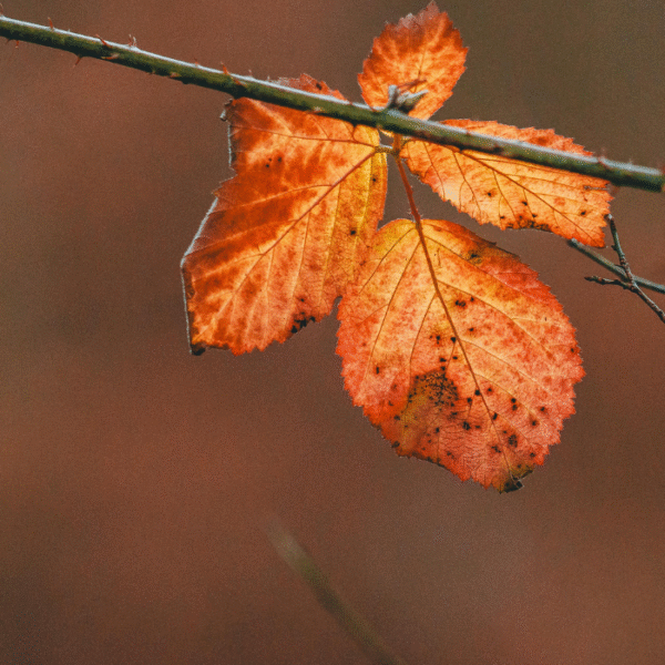 Lectura crítica de “La Rama Seca” de Ana María Matute